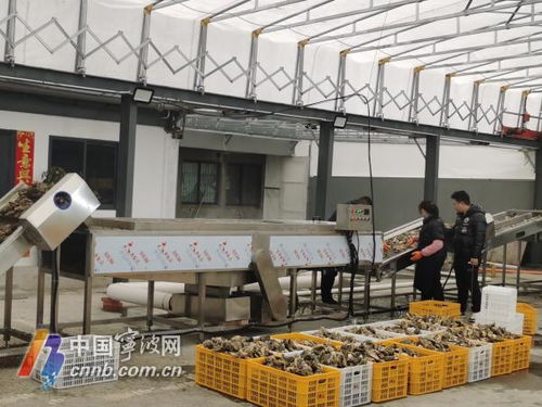 宁波人有自己的专业生蚝清洗加工厂了