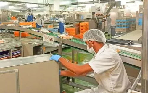 揭秘日本飞机餐加工厂 严苛标准下的高薪真相与产业现状